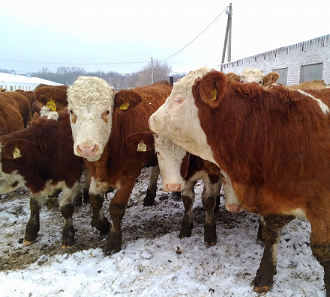 В Оренбуржье эксперимент по откорму бычков удался