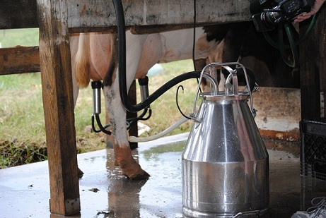 В Самарской области выросли надои молока