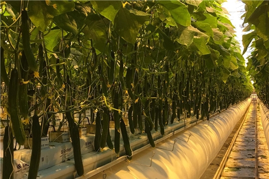 В Чувашии растет производство тепличных овощей