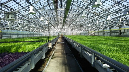 В Кузбассе растет производство тепличных овощей