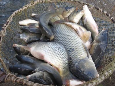 В Курганской области растет добыча рыбы