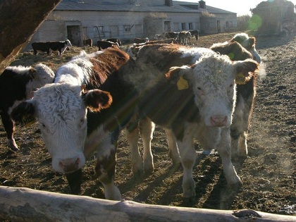 В Курганской области растет поголовье скота