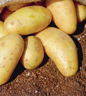 «Пакетное» решение: комплексная система защиты картофеля