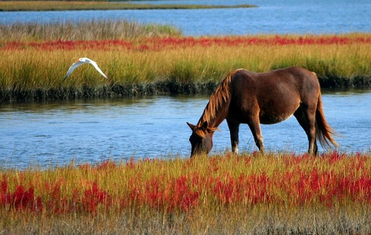 В Атырауской области лошади погибли из паразитных болезней
