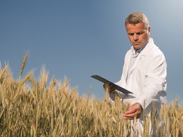 Омские ученые получили  патент на новый сорт пшеницы