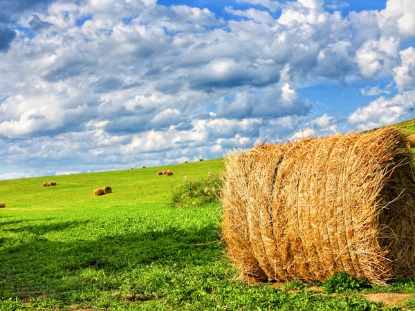 Новосибирские аграрии заготовят более 1 млн т сенажа