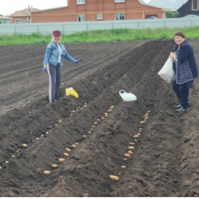 В Томской области проводят научный эксперимент с картофелем