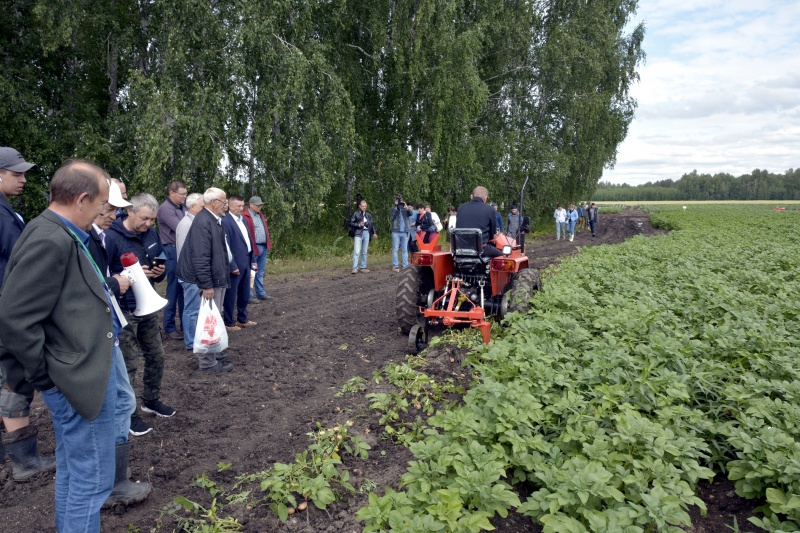 В Челябинске провели День картофеля