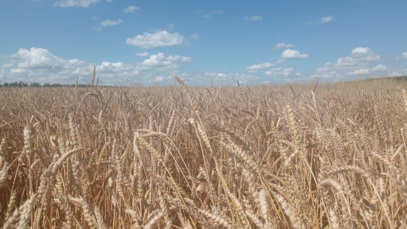 В Башкирии планируют собрать около 4 млн тонн зерна