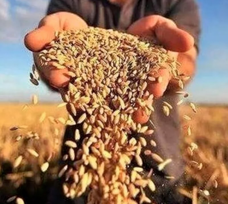 Оренбургские аграрии собрали первый миллион тонн зерна
