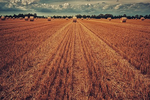 Самарские аграрии собрали более 2 млн тонн зерна
