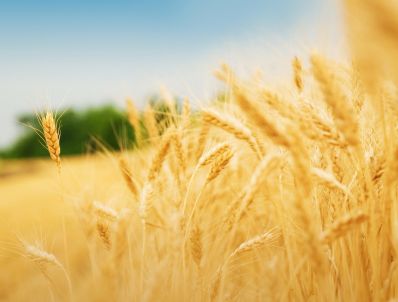 В Алтайском крае сбор зерна превысил 3,2 млн тонн