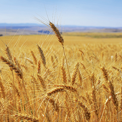 Качество и безопасность зерна – основы реализации экспортного потенциала России