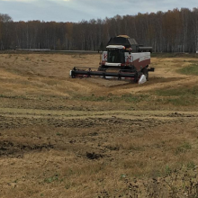 В Томской области намолотили свыше 400 тысяч тонн зерна