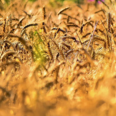 Россия убирает  рекордный урожай  пшеницы
