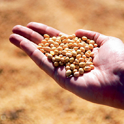 Импортозамещение высокобелковых кормовых культур: при выращивании сои нет мелочей
