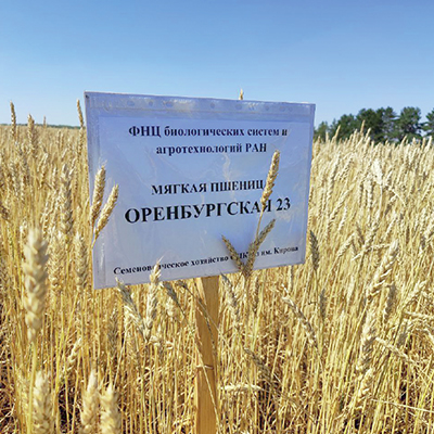 В Оренбуржье вырастили рекордные четыре миллиона тонн зерна. Такой урожай собирали в последний раз пять лет назад