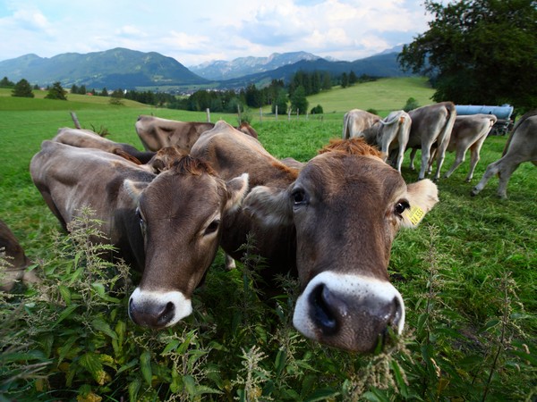 Курганские аграрии могут получить субсидии на покупку скота