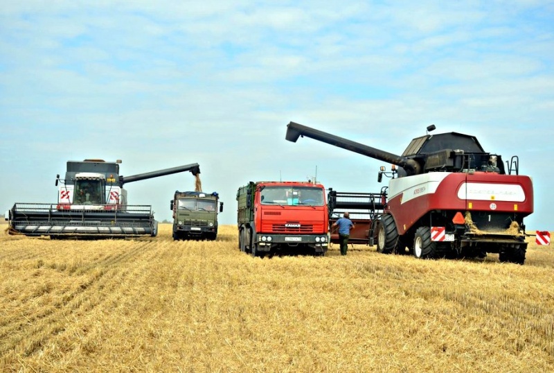 В Челябинской области - рекордный урожай твердой пшеницы