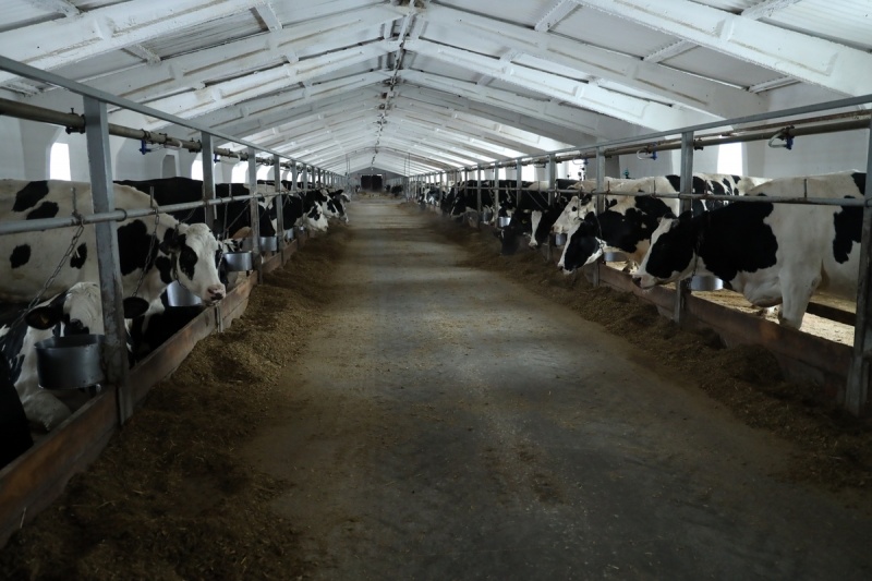 В Курганской области строятся новые молочные фермы