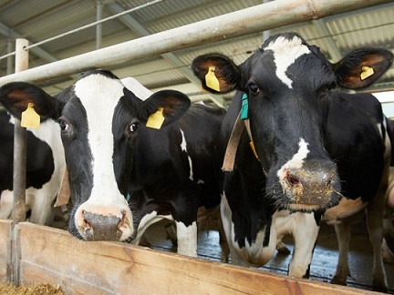 Новосибирскому хозяйству помогут построить молочную ферму