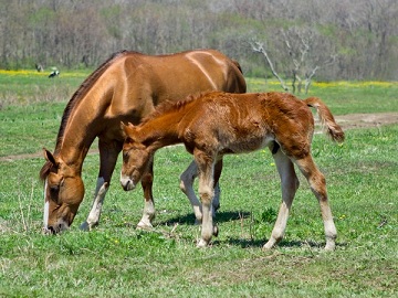 В Казахстане выросло производство конины