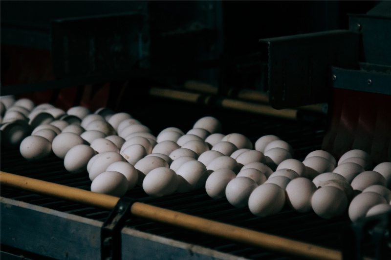 Чувашия на 33% увеличила производство яиц