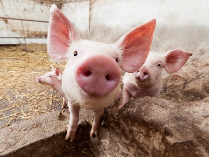 Россия может войти в пятерку крупнейших экспортеров свинины
