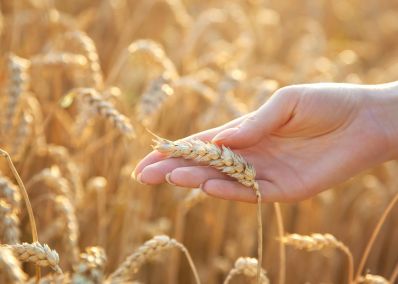 Саратовская область будет расширять посевы твердой пшеницы