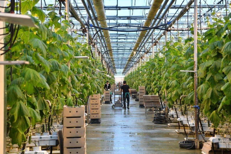 Саратовская область наращивает производство тепличных овощей