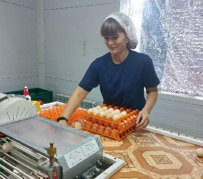 В Саратовской области произведено более 890 млн штук яиц