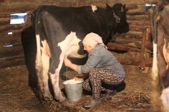 В Кузбассе кооперативы получили субсидии на закуп молока