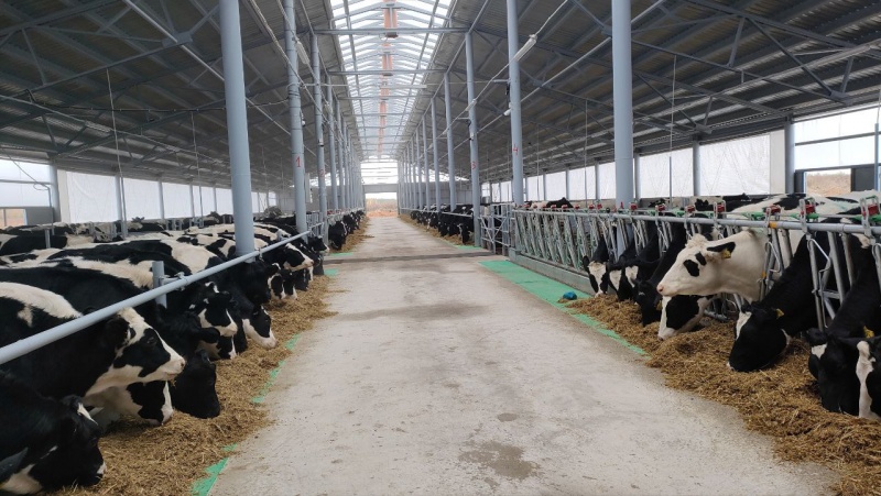 Нижегородская область запустила 15 животноводческих ферм