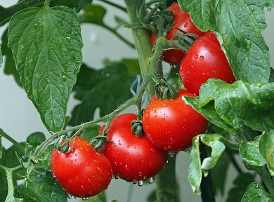 Урожай тепличных овощей достиг рекордных 1,5 млн тонн