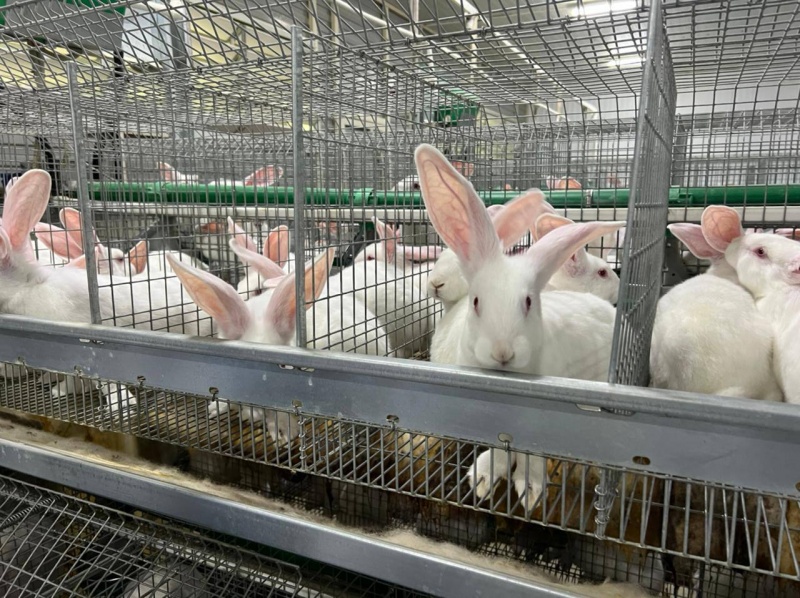 Оренбургское предприятие увеличило выпуск крольчатины