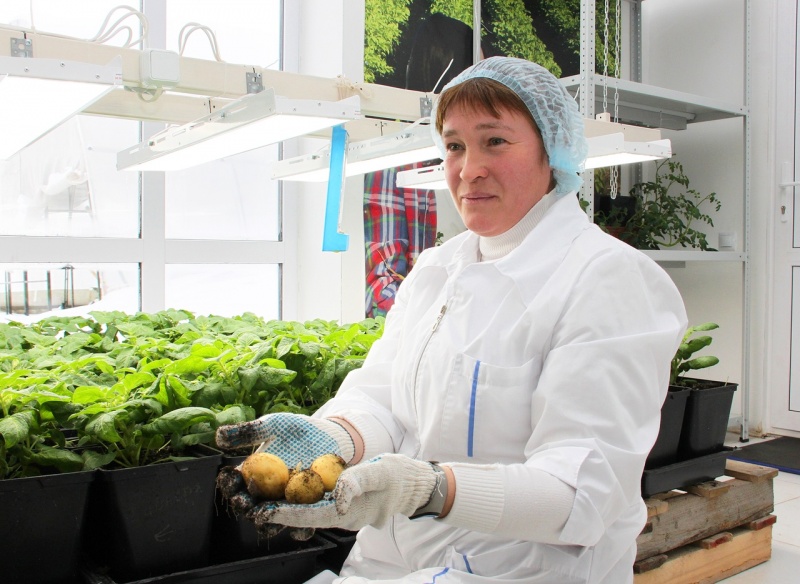 В Самарской области получили урожай картофеля в лаборатории