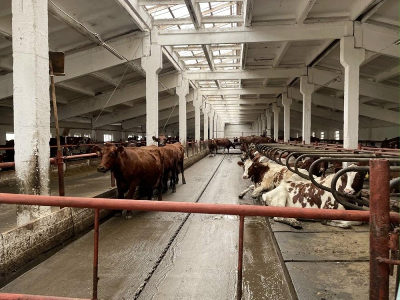 В Омской области зимовка скота проходит в штатном режиме