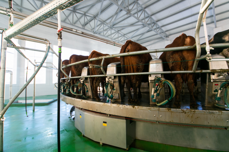 В Оренбуржье открылась новая молочно-товарная ферма