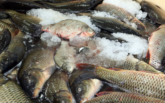 В Новосибирской области растут объемы вылова рыбы