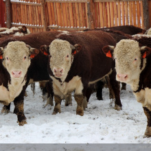 Томские фермеры развивают мясное животноводство