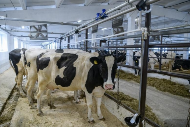 В Свердловской области выросло поголовье коров