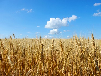Пензенская область планирует произвести не менее 2,8 млн т зерна
