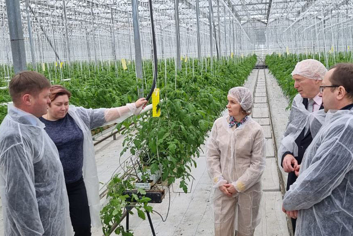В Кировской области будут развивать овощеводство