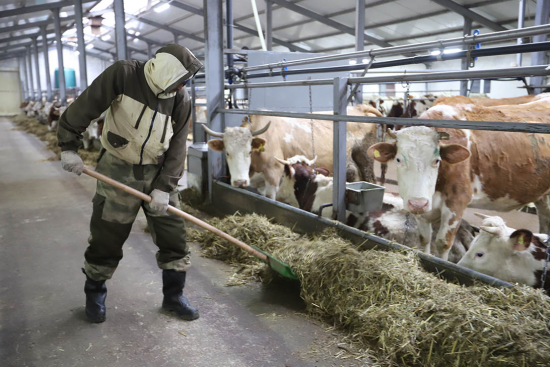 Оренбургскому фермеру грант помог создать молочное хозяйство