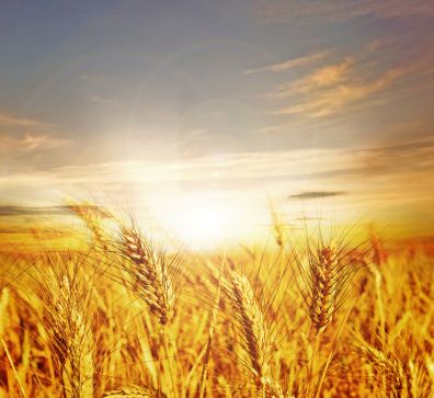 В Оренбуржье увеличат посевы зерновых культур