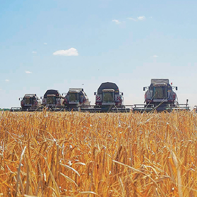 Роль сорта пшеницы в формировании урожая и качества зерна