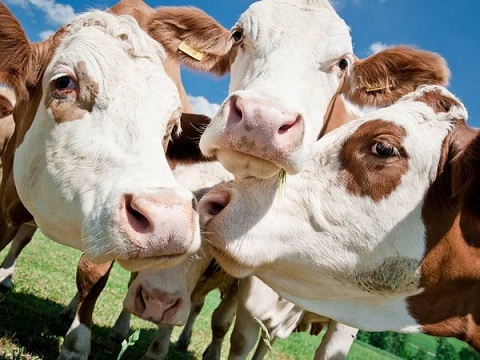 В Челябинской области растет производство молока