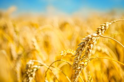 В Казахстане уменьшают посевы пшеницы