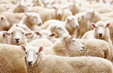 Овцеводство и козоводство: тенденции к развитию