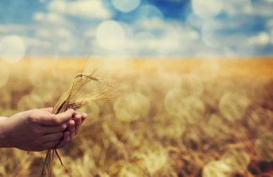 Земледельцы Татарстана хотят снизить себестоимость зерна